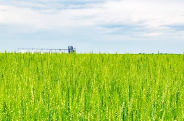 Tarlanın yakınında büyük tarım asansörü buğday ile ekildi. Modern kırsal tarımsal üretim