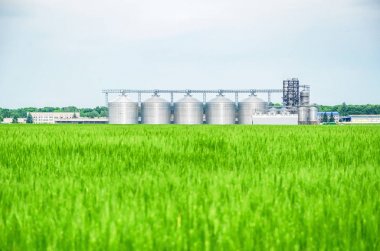 Tarlanın yakınında büyük tarım asansörü buğday ile ekildi. Modern kırsal tarımsal üretim