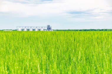 Tarlanın yakınında büyük tarım asansörü buğday ile ekildi. Modern kırsal tarımsal üretim