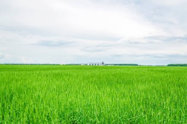 Tarlanın yakınında büyük tarım asansörü buğday ile ekildi. Modern kırsal tarımsal üretim