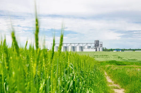 Tarlada taze yeşil buğday. Arka taraftaki modern asansör.