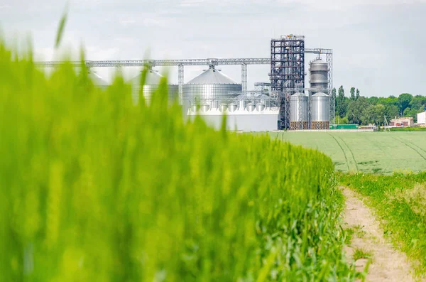 Tarlada taze yeşil buğday. Arka taraftaki modern asansör.