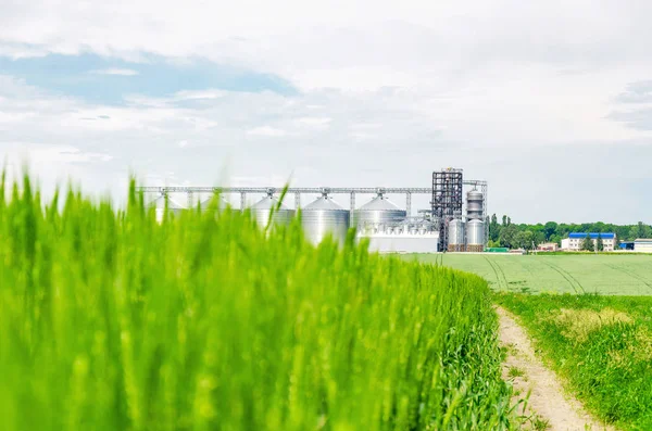 Tarlada taze yeşil buğday. Arka taraftaki modern asansör.