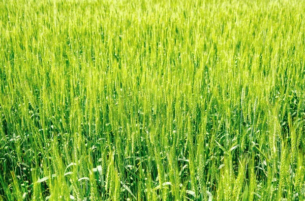 Tarlada yeşil buğday. Tarımsal arka plan
