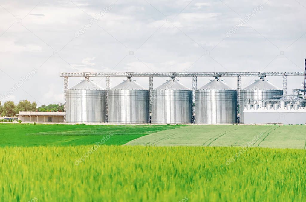 Large agriculture elevator near the field sown with wheat. Moder