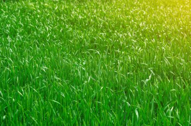 Tarlada taze yeşil buğday. Tarım kavramı