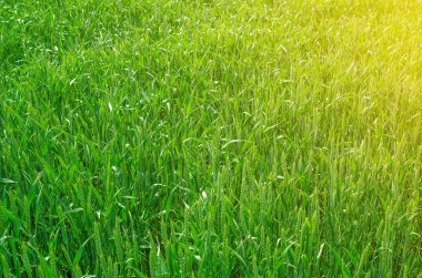 Tarlada taze yeşil buğday. Tarım kavramı