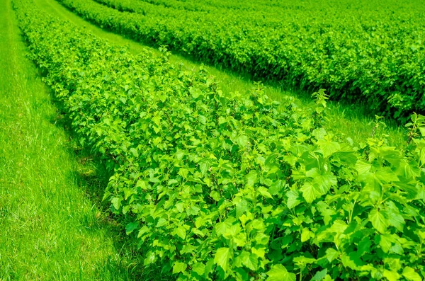 Champ est planté avec des rangées de buissons de cassis. Agricultu — Photo