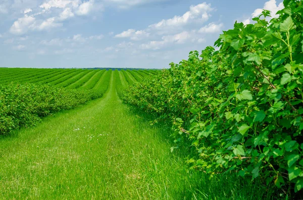 Champ est planté avec des rangées de buissons de cassis. Agricultu — Photo