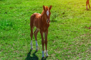 Yeşil otlak küçük kahverengi tay