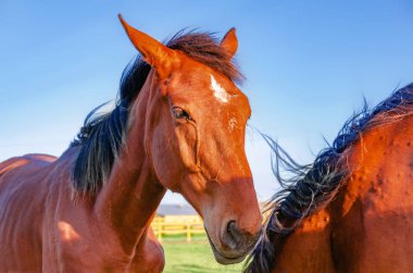 Arka plan yeşil mera üzerinde kalem at kırmızı takım