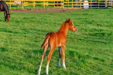 kırmızı renk küçük tay kalem yeşil çim üzerinde çalışır