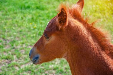 Yeşil otlak küçük kahverengi tay
