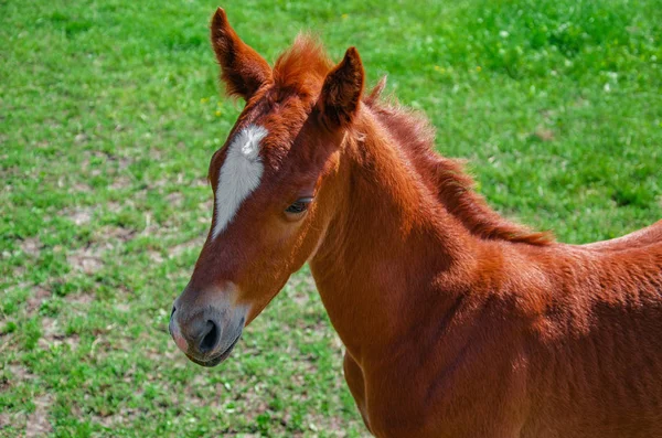 Little brown foal in green grass pasture — Stock Photo, Image