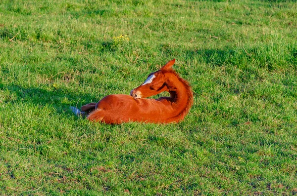 Kleines rotes Fohlen läuft auf dem grünen Gras im Gehege — Stockfoto