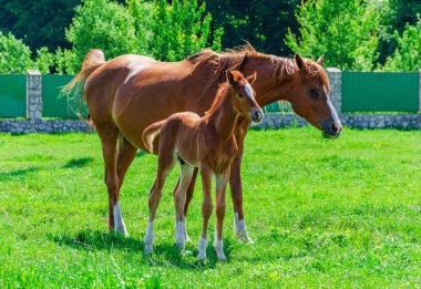 Kalem yeşil çim üzerinde mare ile kırmızı tay