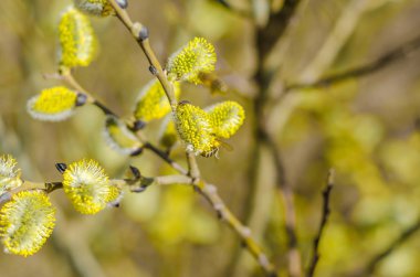 Arı bahar söğüt çiçekleri üzerinde polen toplar