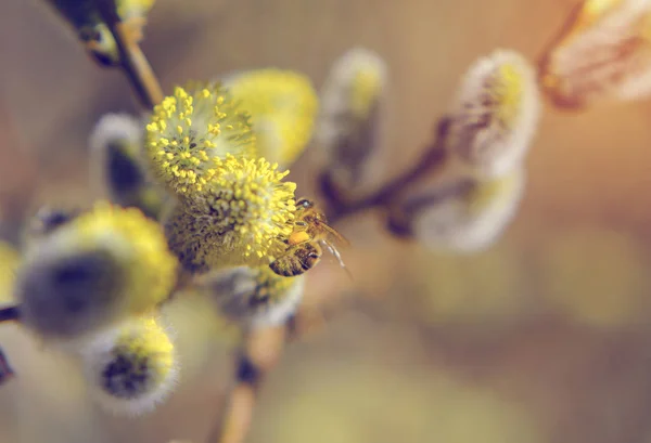 Bee collects pollen on spring willow flowers — Stock Photo, Image