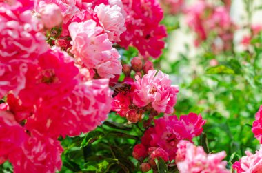 Kırmızı gül çalı çiçek, kırmızı renk birçok küçük çiçekler.