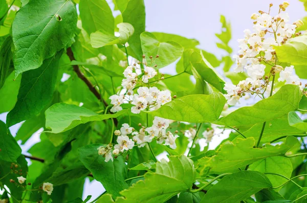 Albero di catalpa in fiore. Fiori bianchi su sfondo di foglie verdi . — Foto Stock