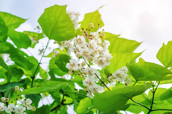 Blühender Catalpa-Baum. weiße Blüten auf einem Hintergrund aus grünen Blättern. — Stockfoto
