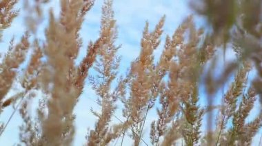 Gökyüzü arka plan karşı rüzgarda sallanan kuru sarı çim üst