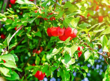 Yeşil yaprakların arasında dallarda kırmızı dut kiraz erik. Hasat, sağlıklı beslenme.
