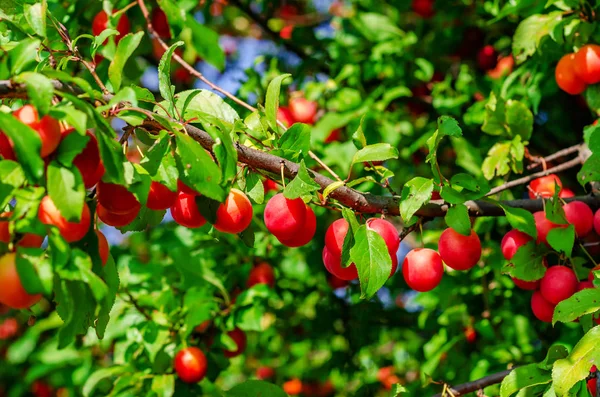 Röda bär körsbär plommon på grenar bland gröna blad. Skörd, hälsosam kost. — Stockfoto