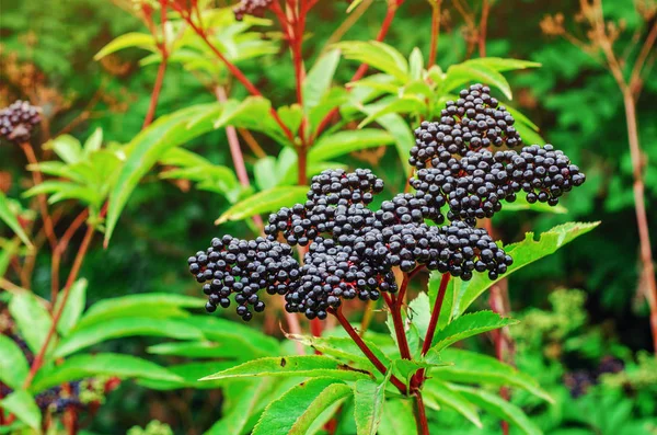 Спелые ягоды черной бузины на кустах в лесу — стоковое фото