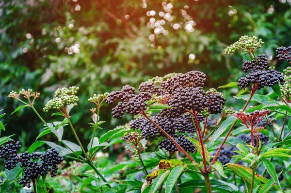 Manojos de saúco negro maduro en el bosque. Plantas medicinales —  Fotos de Stock