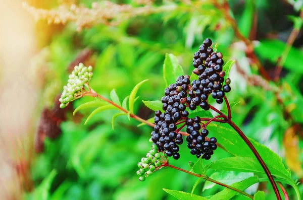 Des grappes de sureau noir mûr dans la forêt. Plantes médicinales — Photo