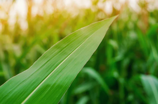 Green leaf of corn on a field background. Selected Varieties — Stock Photo, Image