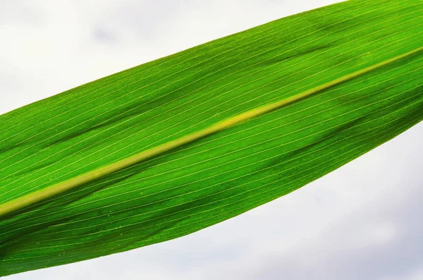 Folha verde de milho contra o céu. Variedades seleccionadas — Fotografia de Stock