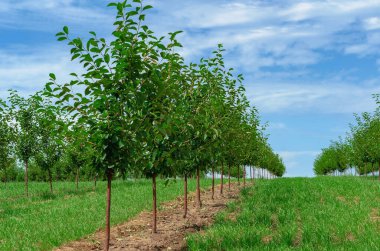 Genç kiraz ağaçları bahçede sıra sıra dikilir.