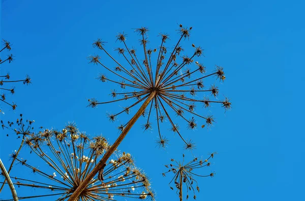 Száraz Virágok Heracleum Virágok Kék Alapon — Stock Fotó