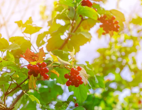 Czerwone Jagody Viburnum Frędzlach Zielonym Krzewie Roślina Lecznicza — Zdjęcie stockowe