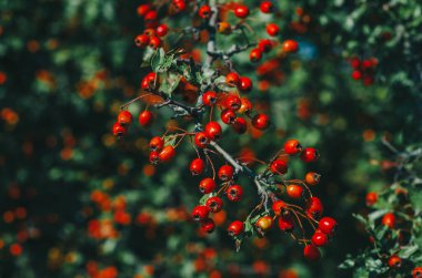 Koyu yeşil yapraklı kırmızı dikenli böğürtlen. İlaç bitkilerinin güz hasadı. Küçük açıklık, bulanık arkaplan