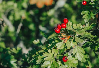 Koyu yeşil yapraklı kırmızı dikenli böğürtlen. İlaç bitkilerinin güz hasadı. Küçük açıklık, bulanık arkaplan