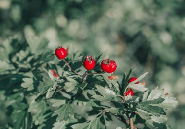 Koyu yeşil yapraklı kırmızı dikenli böğürtlen. İlaç bitkilerinin güz hasadı. Küçük açıklık, bulanık arkaplan