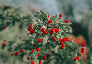 Koyu yeşil yapraklı kırmızı dikenli böğürtlen. İlaç bitkilerinin güz hasadı. Küçük açıklık, bulanık arkaplan