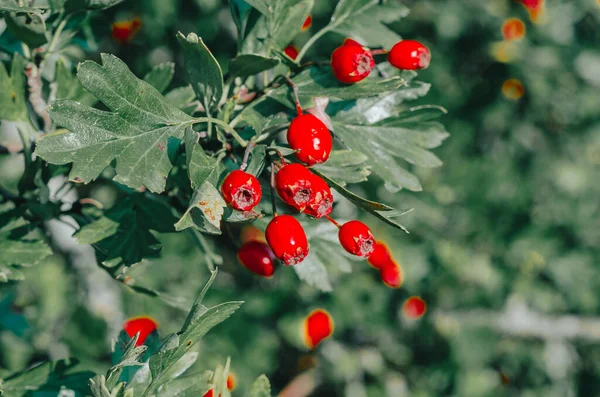 가지의 열매와 의학용 식물의 — 스톡 사진