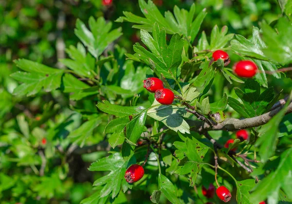 暗緑色の葉を持つサンザシの枝の赤い熟した果実 薬用植物の秋の収穫 小さな開口部 ぼやけた背景 — ストック写真