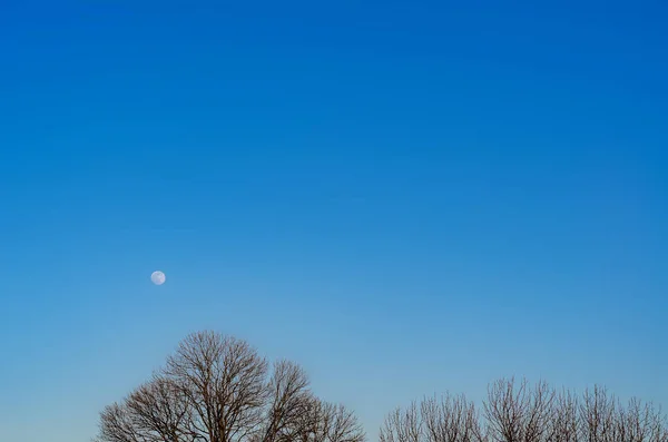 Вечернее Голубое Небо Полнолунием Силуэты Деревьев Листьев Заднем Плане — стоковое фото