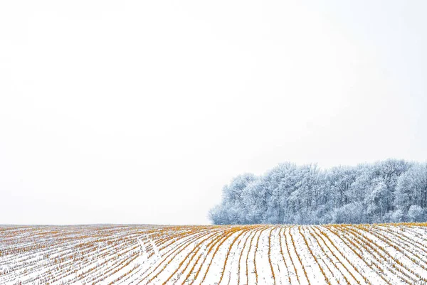 森林的边缘被冰雪覆盖着 白雪覆盖的玉米地 新年贺卡的概念 — 图库照片
