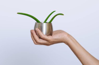 Aydınlık yüzeyde elinde kavanozda üç küçük yeşil aloe vera yaprağı var. Antioksidan, organik iyileşme, iltihap tedavisi. Doğal alternatif tıp.