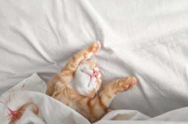 İki aylık, şirin, kızıl bir kedi yavrusu pençeleri çocuk gibi havada beyaz bir yatakta uyuyor. Tatlı rüyalar, iyi geceler konsepti. Veteriner klinikleri ya da evcil hayvan dükkanları için görüntü. Hayvan konsepti.