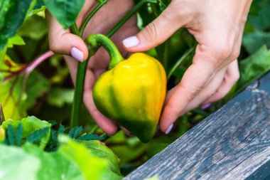Yellow bell pepper vegetable held by human hands in natural garden bed. Concept of eco farming, organic gardening and healthy seasonal harvest. Fresh Yellow Pepper in Hands on Farm Garden, Organic Eco Harvest