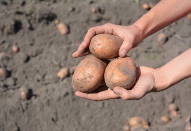 Taze patates çiftçinin elinde. Ev bahçe patates hasat.