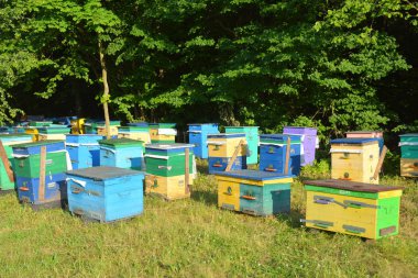 Apiculture Arıcılık Ukrayna. Renkli kuş yuvaları.