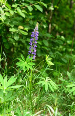 Lupin veya lupine çiçeği olarak bilinen Lupinus,.